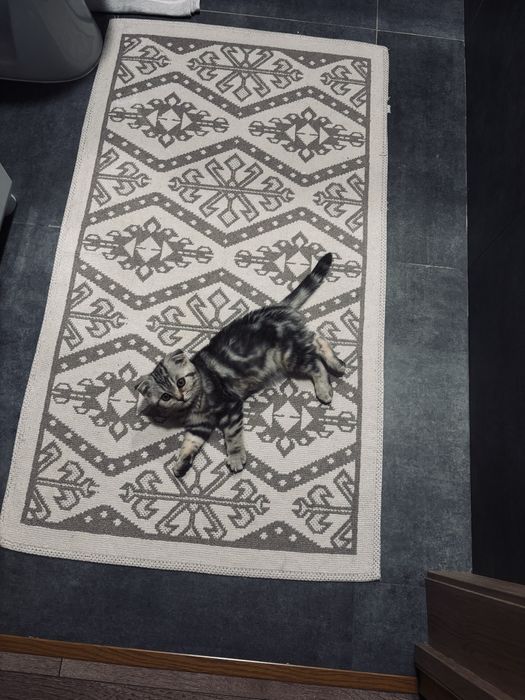 Кот британец вислоухий