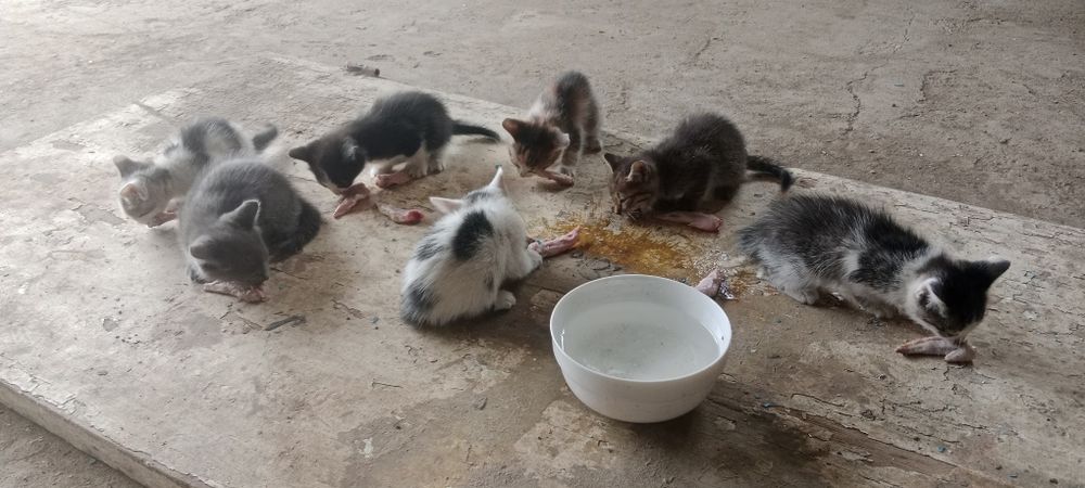 Отдам котят в добрые руки приезжайте забирайте бесплатно