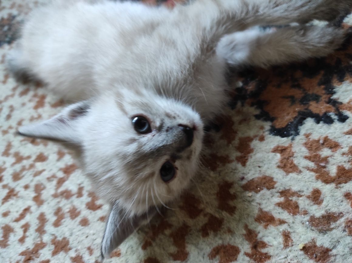 Сиамский котенок , мальчик