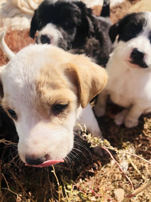 Раздаем шенят город шахтинск