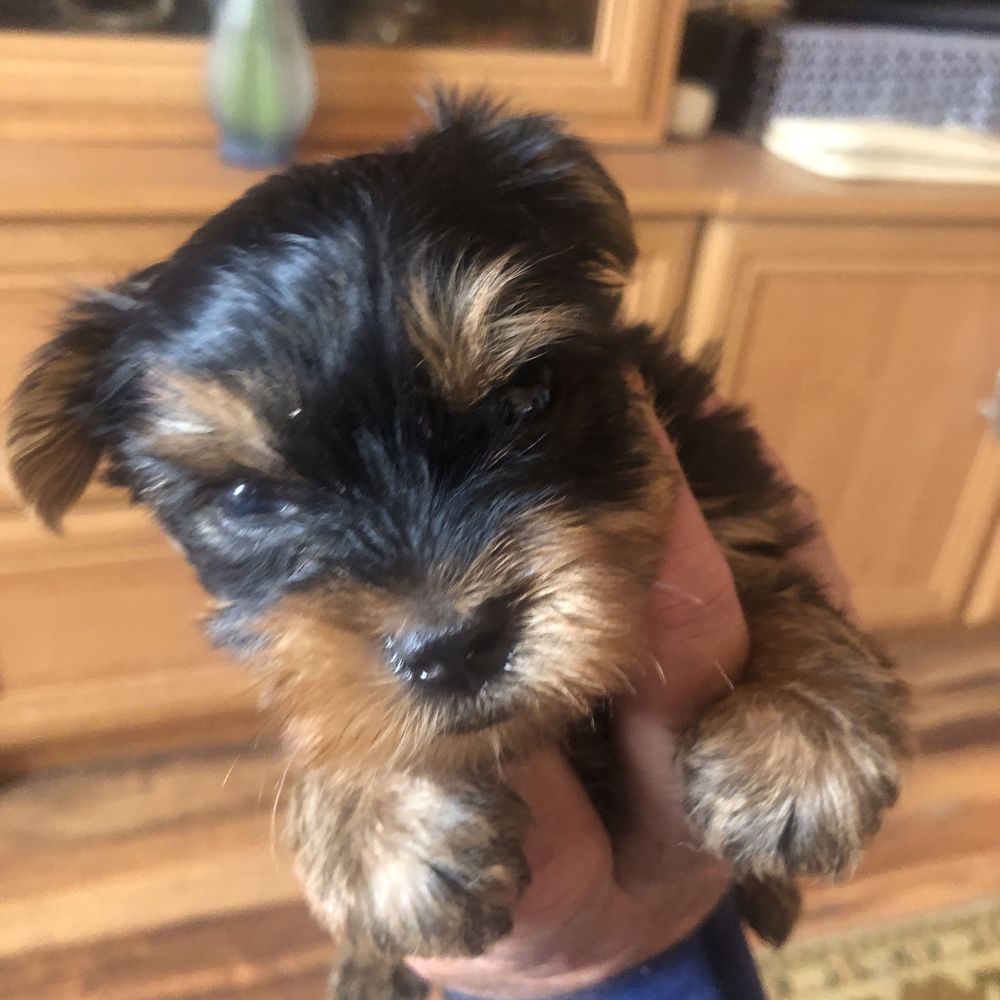 Yorkshire Terrier mini tit