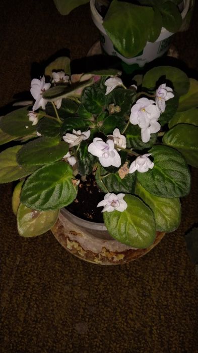 Фиалки цветущие 4 цвета.