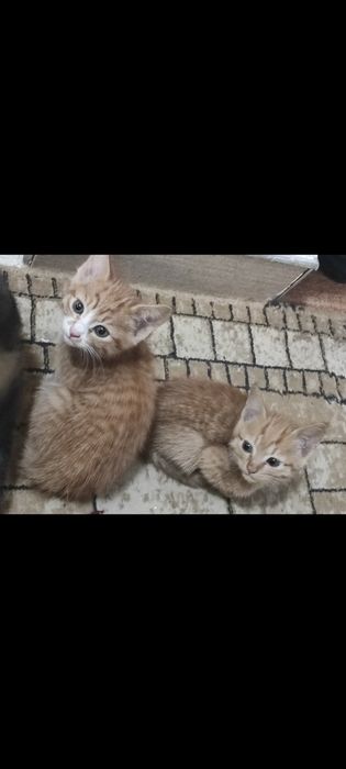 Пристраиваются котятя в добрые руки.