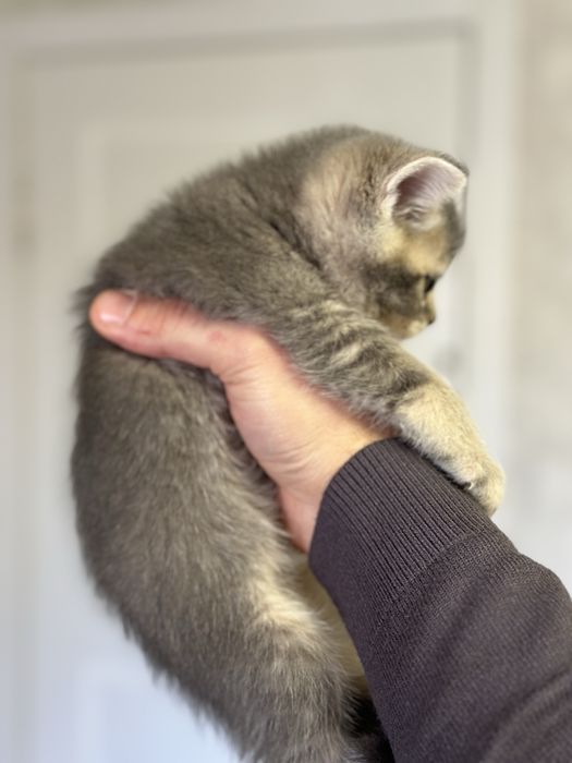 Продаются котята