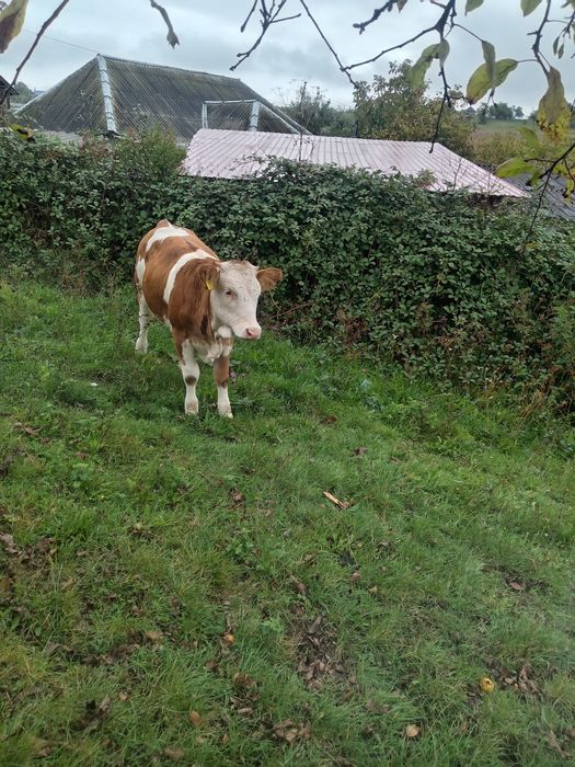 Vînd 2 vițele preț 9000 lei negociabil