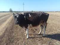 Vând Vacă rasa holstein