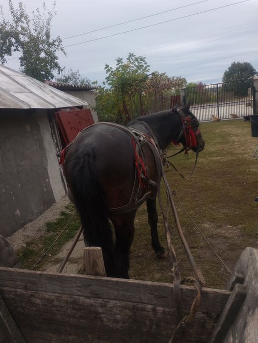 Cal ne castrat an vârstă de 5 ani.8000 lei