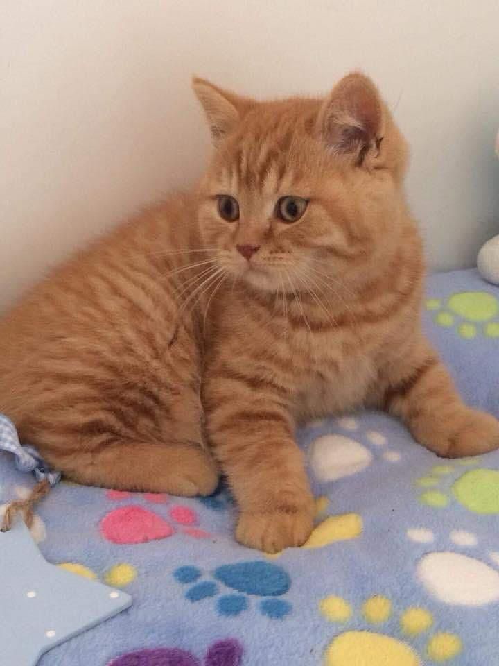 British Orange jucaus