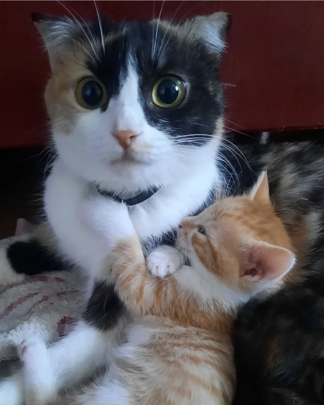 Продам котёнка скоттиш страйт девочка