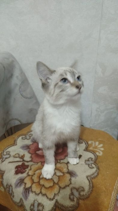 Ищем дом милому котику