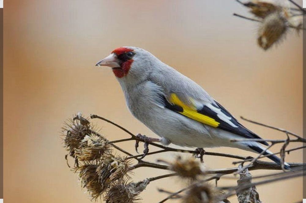 Щегол обычный седоголовый