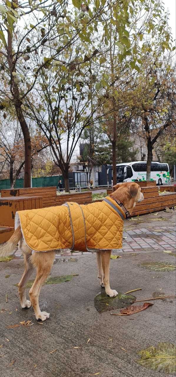 Одежда для животных от TURKAN.