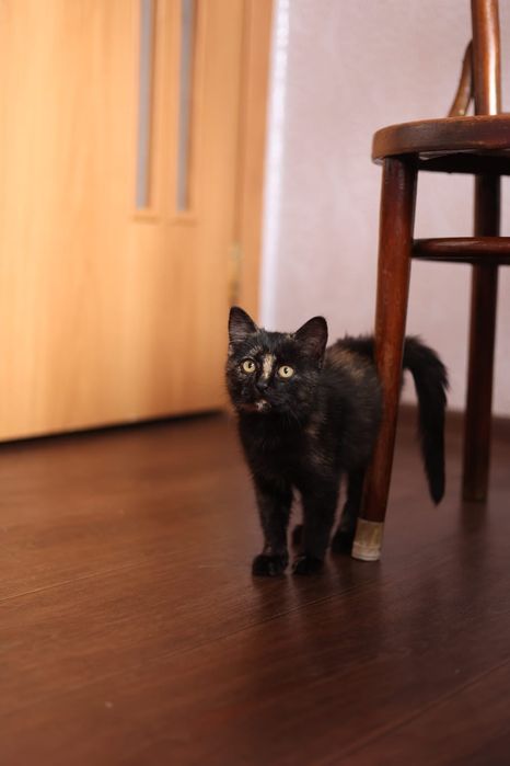 Котята в дар в хорошие руки