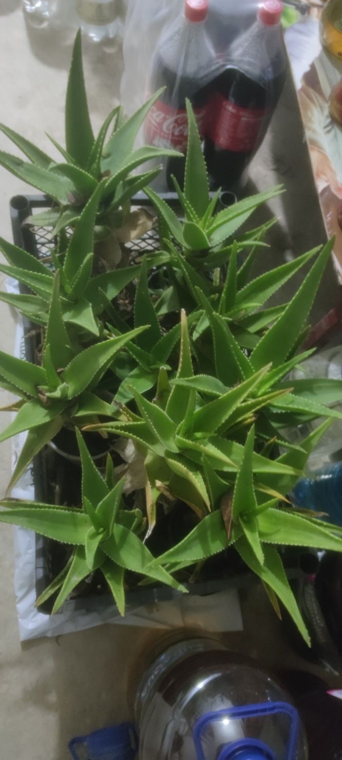 Aloe Vera plante la ghiveci