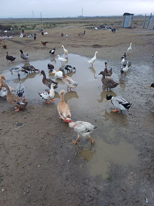 Vând rate și gaste