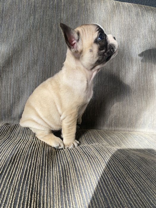 Bulldog francez femela