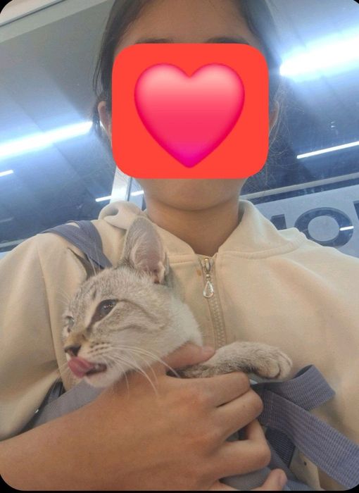 Продаётся сямская кошка сумма: 500.000 тыс сум