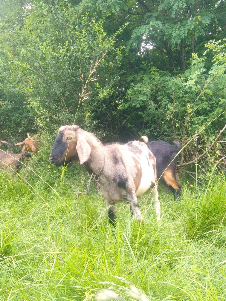 Vând un țap anglo-nubian