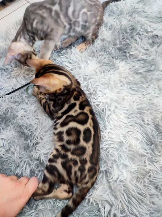 Mascul bengal cu pedigree