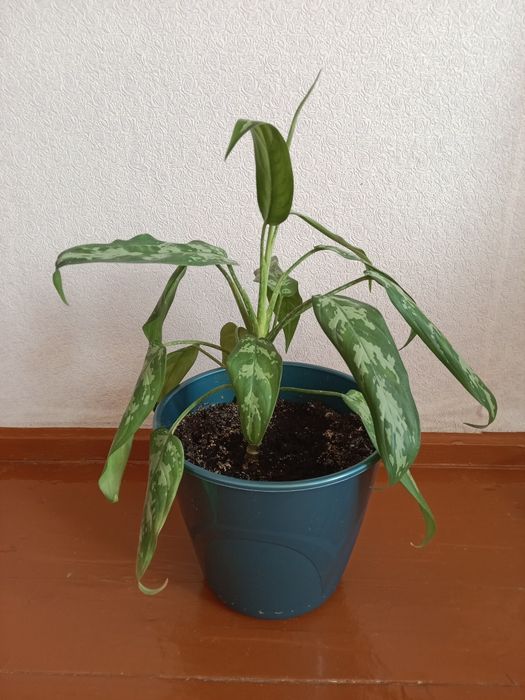 Комнатный цветок Аглаонема! Принесёт Удачу в Ваш Дом!