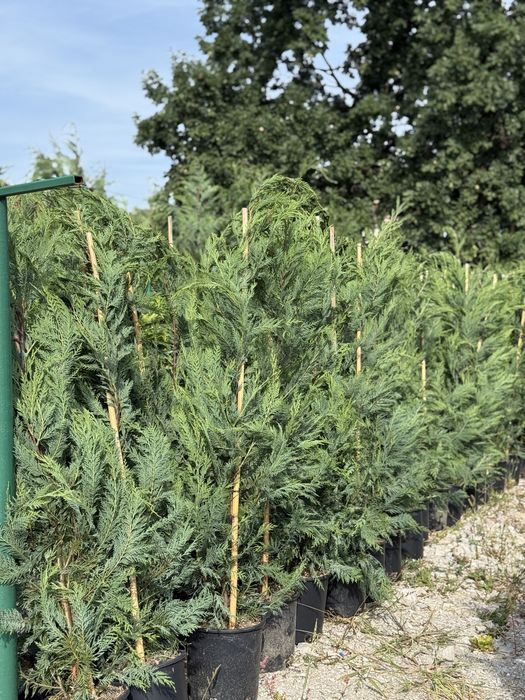 Vand leylandii/leylandii gold calitate extra diferite dimensiuni