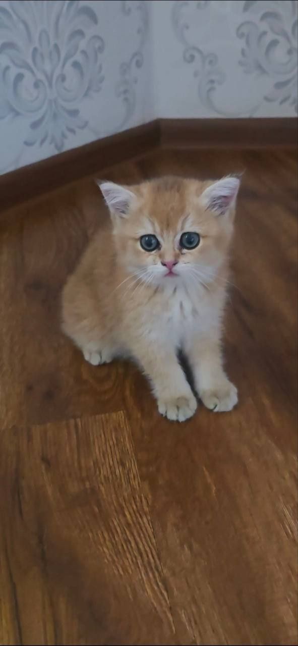 Продам золотистый британскую кошку