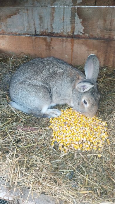 Iepuri de casa.rasa comuna.