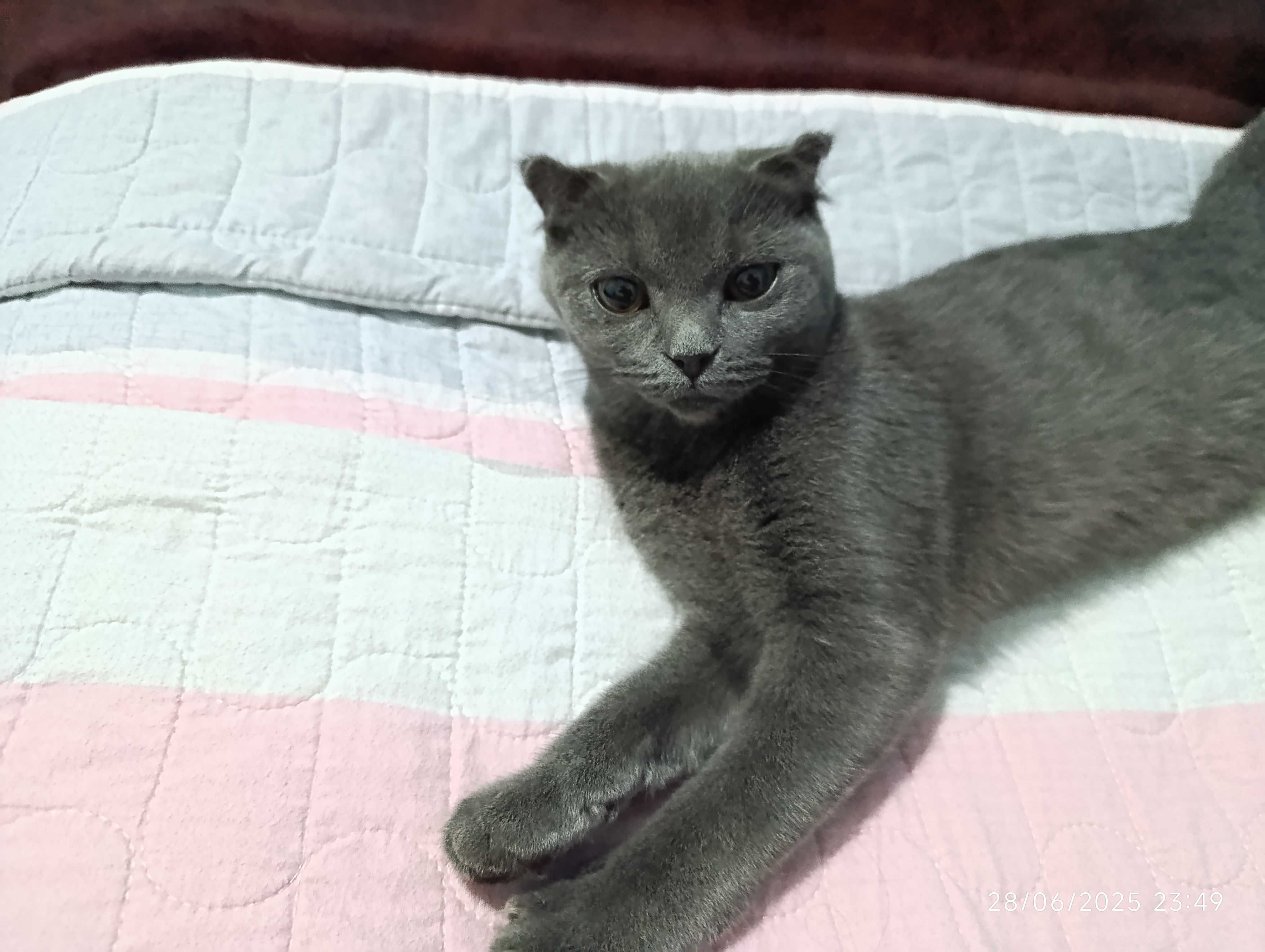 Британский скотиш