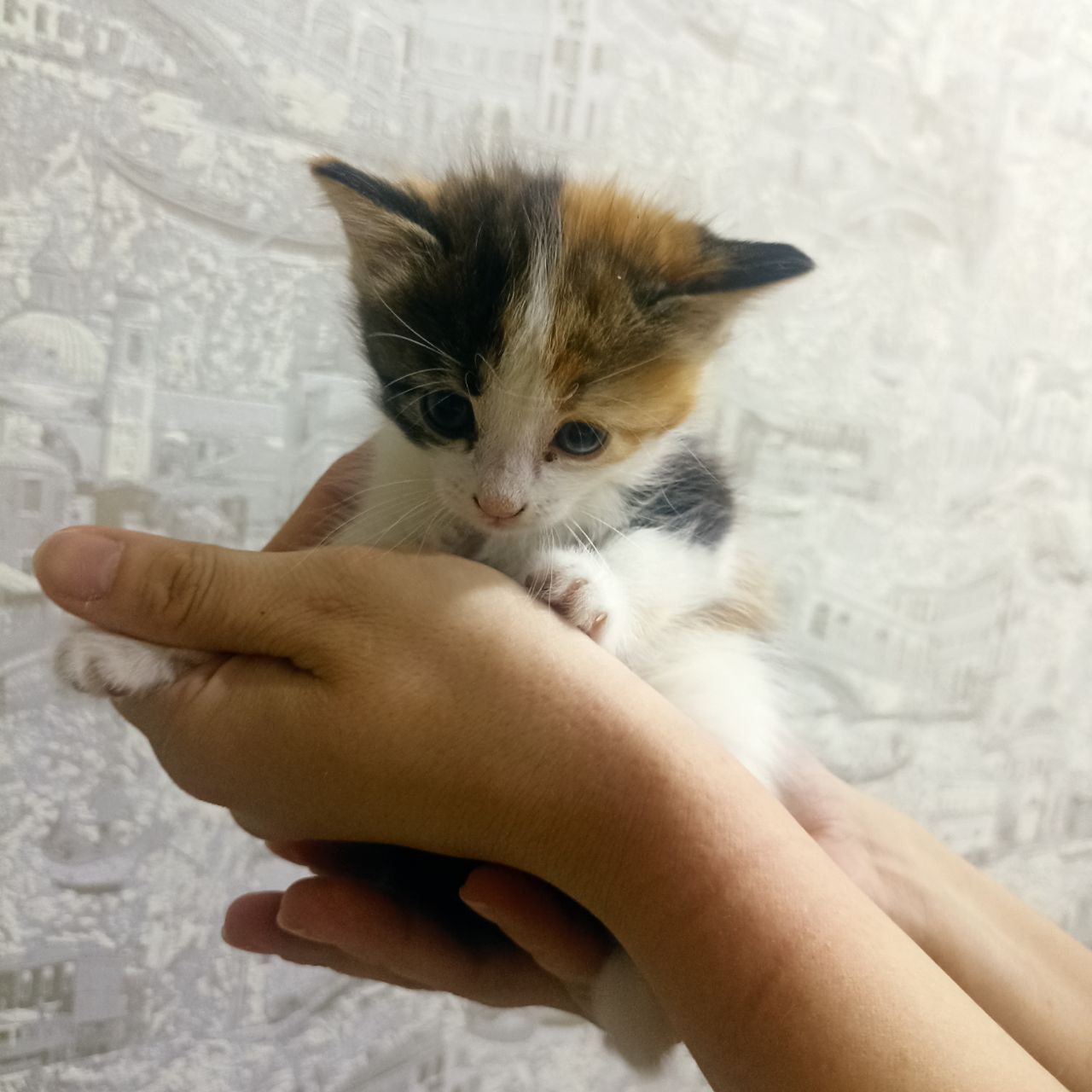 Бесплатно котёнок