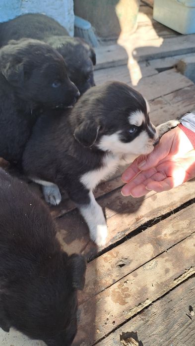 Подарявам кученцата