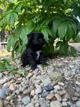 Poodel toy negru
