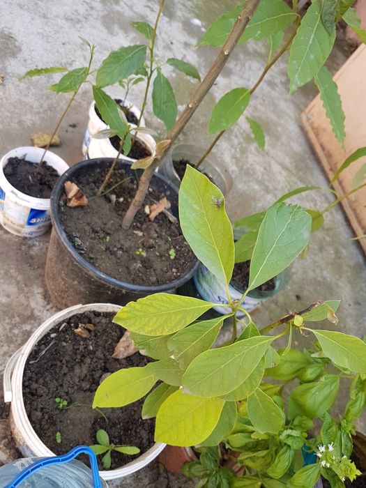 Avocado plante in ghiveci 50-80cm