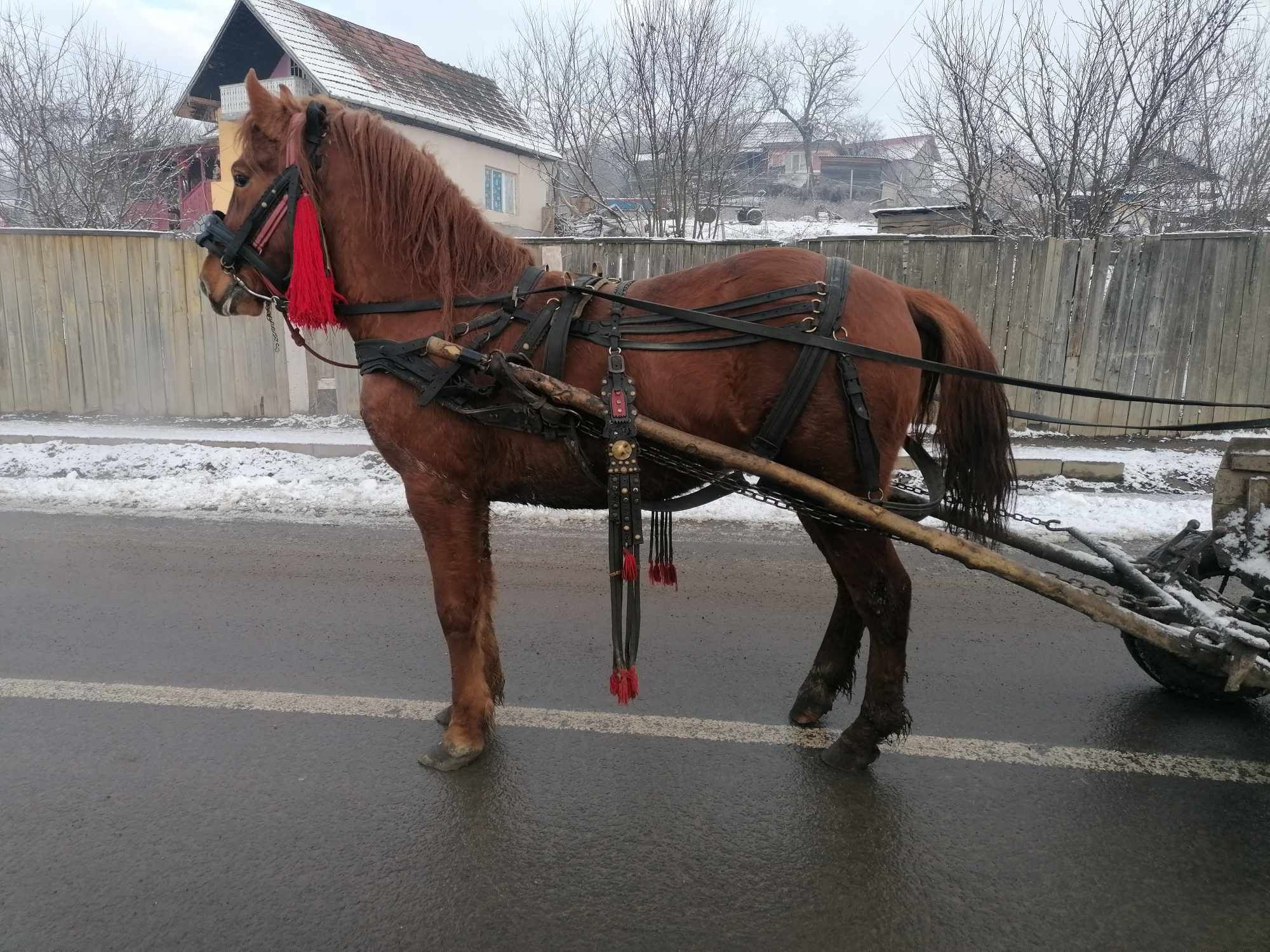 Vand manz de 3 ani cu acte