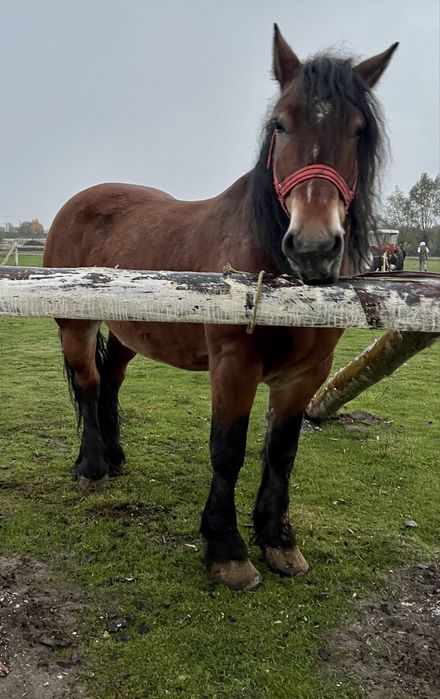 cal castrat greu de vanzare