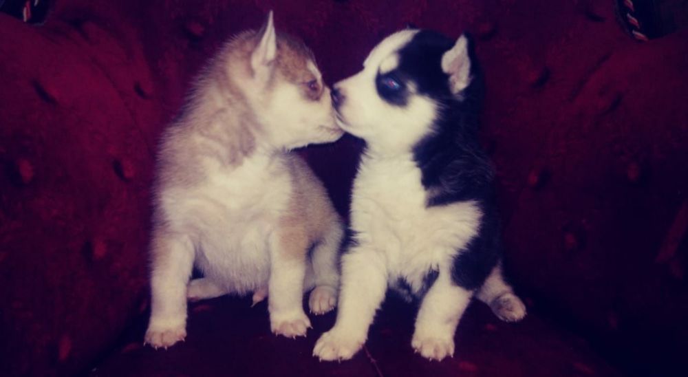 Щенки хаски двое