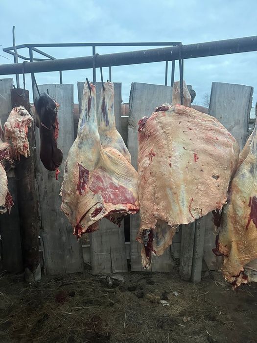 Соғым,күздік сиыр еті.