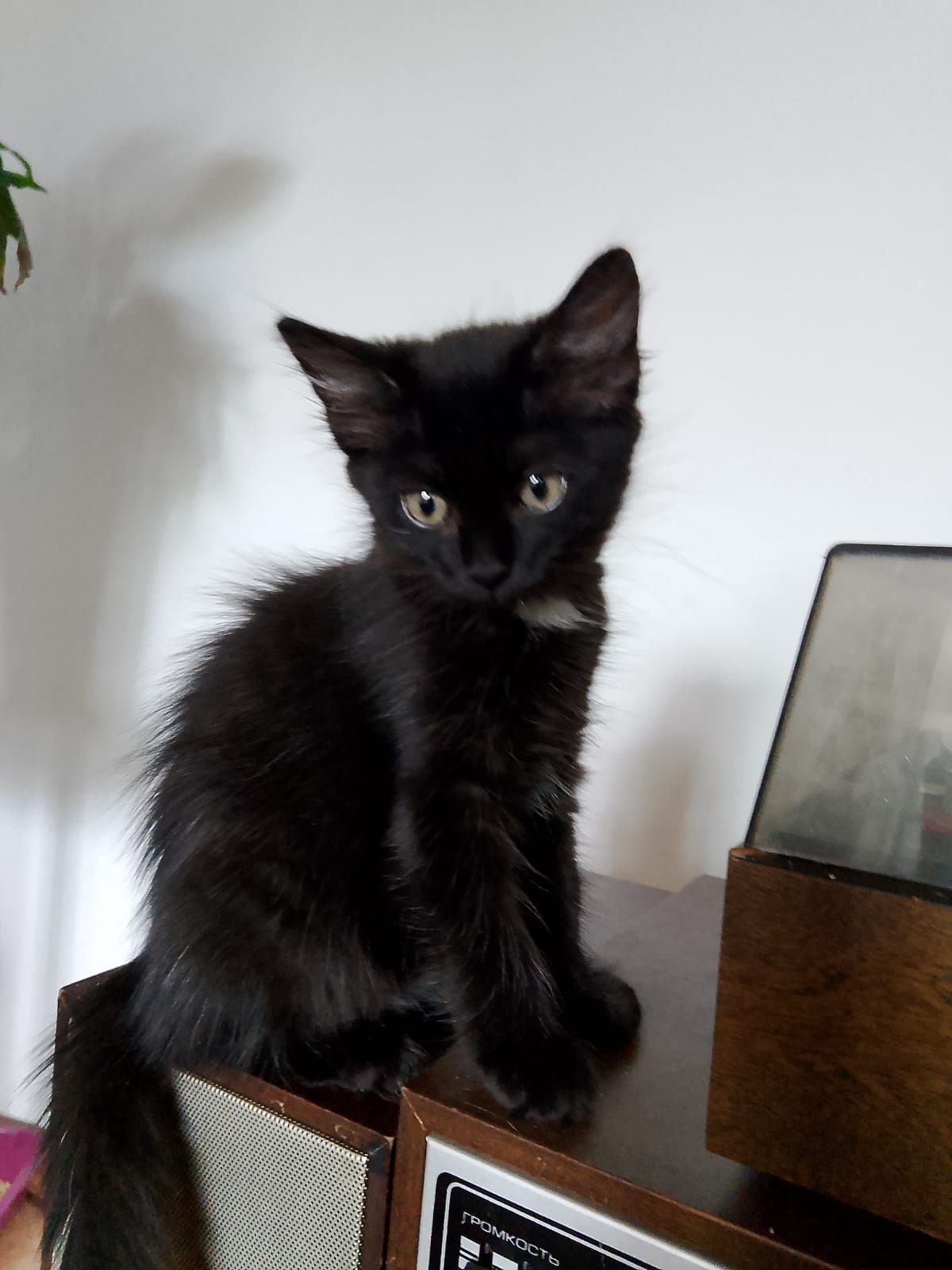 Котенок-девочка ищет любящую семью!