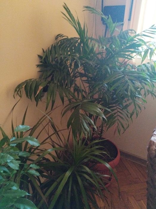 Продавам различни видове цветя