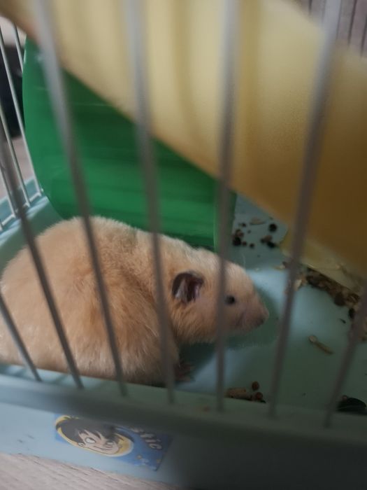 Продам хомяка с клеткой