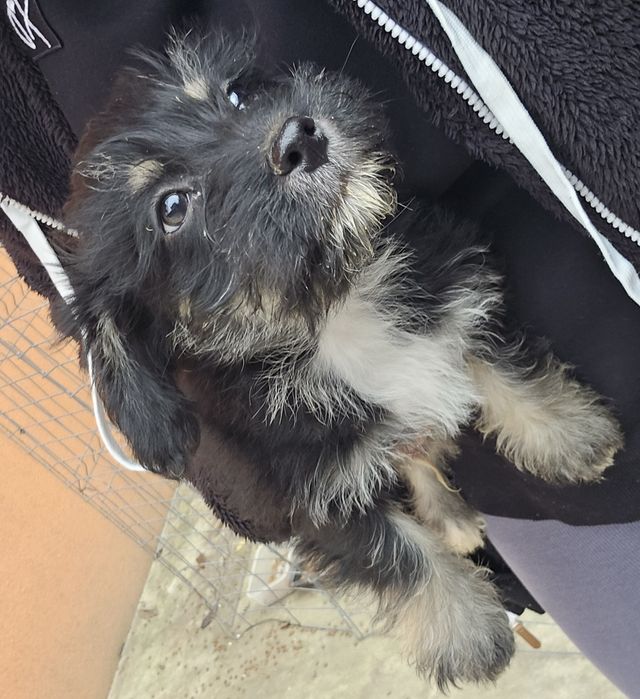 Donez pui câini talie mica - cățeluși