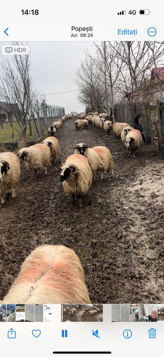 Vând oi breze rasă țurcana