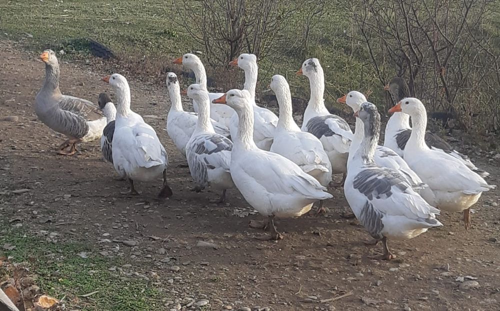 Gâște de vânzare