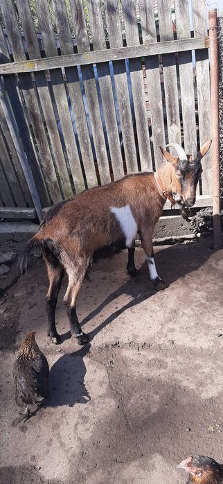 Capra si iezi puri