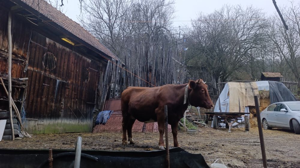 Vacă gestantă de vânzare