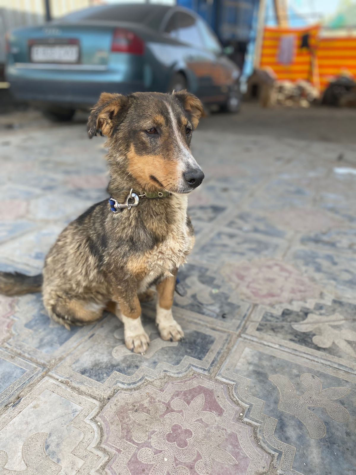 Ищем дом собаки от 1 года до 3 лет