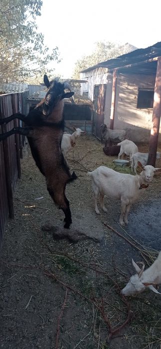 Общии барлығы сатылады