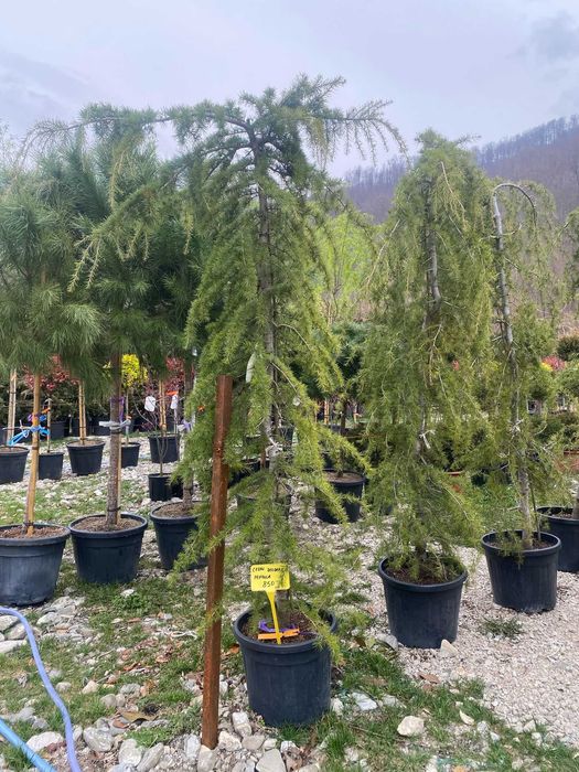 Plante ornamentale atractive pentru decor natural