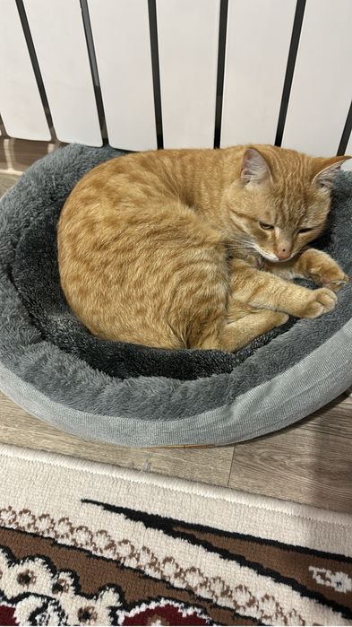 Кот рыжий потерялся