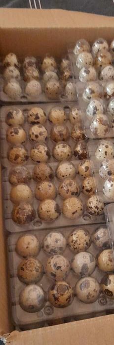 Винаги пресни,пращаме за цялата страна!!!