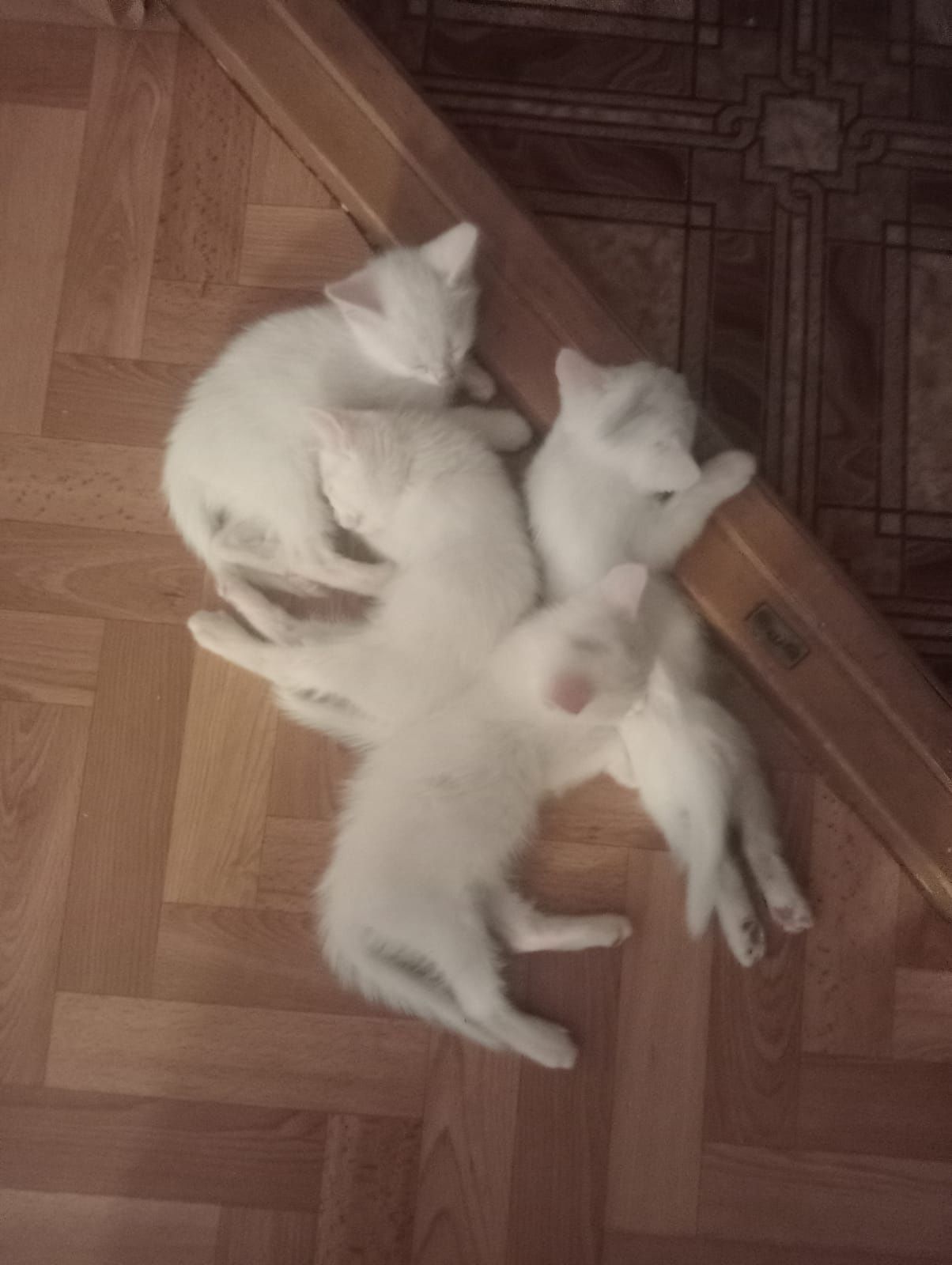 Котята бесплатно
